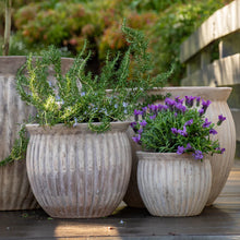 Load image into Gallery viewer, PALERMO THREADS BELLY