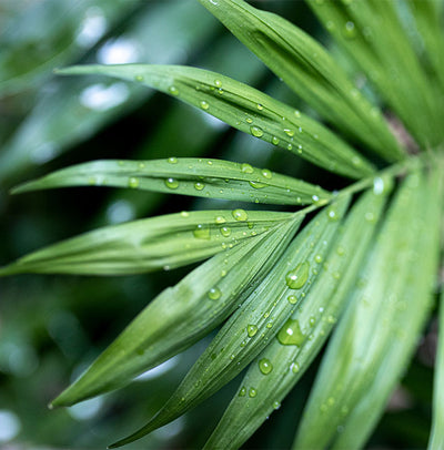 Palms