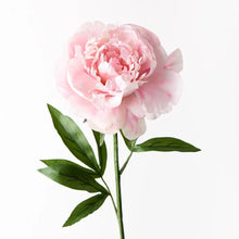 Load image into Gallery viewer, ARTIFICIAL PEONY PINK Sydney's Plant Market