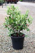 PINEAPPLE FEIJOA – Sydney's Plant Market