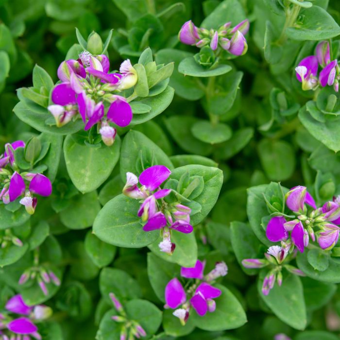 Polygala Sydney's Plant Market