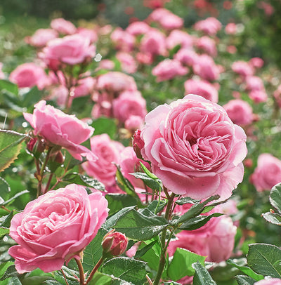 Roses