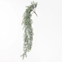 Load image into Gallery viewer, SENECIO HANGING BUSH Sydney's Plant Market