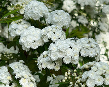 Load image into Gallery viewer, SPIREA CANTONIENSIS - MAY BUSH Sydney's Plant Market