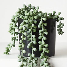Load image into Gallery viewer, ARTIFICIAL STRING OF PEARLS IN POT Sydney's Plant Market