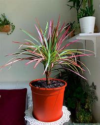 dracaena marginata tricolour DRACAENA MARGINATA TRICOLOUR – Sydney's Plant Market