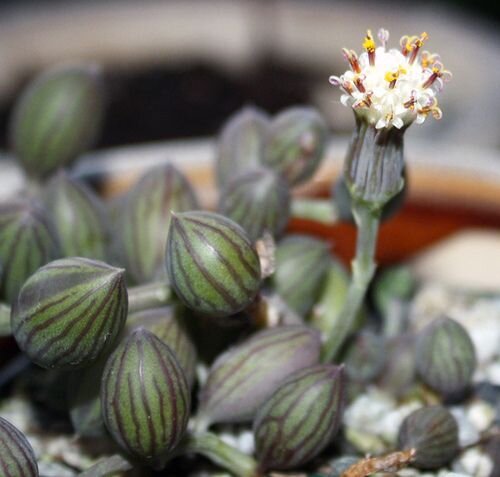 watermelon plant succulent SENECIO HERREIANUS