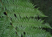 Load image into Gallery viewer, Dicksonia Antarctica - Soft Tree Fern Sydney's Plant Market