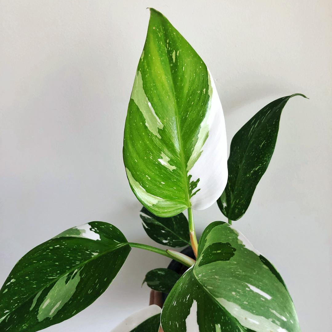philodendron white princess australia PHILODENDRON WHITE PRINCESS – Sydney's Plant Market