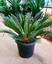 Load image into Gallery viewer, CYCAS REVOLUTA - SAGO PALM - Sydney's Plant Market
