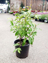 Load image into Gallery viewer, Michelia figo - Port wine magnolia - Sydney's Plant Market