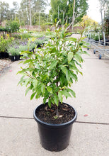 Load image into Gallery viewer, Michelia figo - Port wine magnolia - Sydney's Plant Market