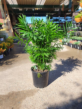 Load image into Gallery viewer, CHAMAEDOREA ELEGANS - PARLOUR PALM - Sydney's Plant Market