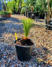 Load image into Gallery viewer, Xanthorrhoea johnsonni - Grass Tree - Sydney's Plant Market