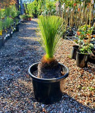 Load image into Gallery viewer, Xanthorrhoea johnsonni - Grass Tree - Sydney's Plant Market