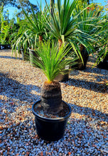 Load image into Gallery viewer, Xanthorrhoea johnsonni - Grass Tree - Sydney's Plant Market