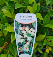 Load image into Gallery viewer, Standard Lily Pily Topiary - Sydney's Plant Market