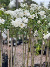 Load image into Gallery viewer, ICEBERG ROSE - WHITE STANDARD 3FT - Sydney's Plant Market