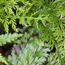 Load image into Gallery viewer, Asplenium Bulbiferum & Chicken Fern 140mm Sydney's Plant Market