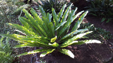 Load image into Gallery viewer, Asplenium Nidus Crested 140mm Sydney's Plant Market