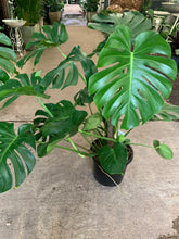 Load image into Gallery viewer, MONSTERA DELICIOSA - Sydney's Plant Market