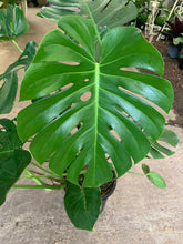 Load image into Gallery viewer, MONSTERA DELICIOSA - Sydney's Plant Market