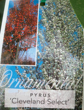 Load image into Gallery viewer, Pyrus Calleryana - Cleveland Select Ornamental Pear - Sydney's Plant Market