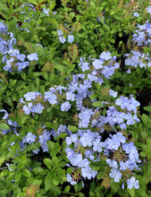 Load image into Gallery viewer, Plumbago Auriculata - Blue - Sydney's Plant Market