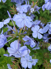 Load image into Gallery viewer, Plumbago Auriculata - Blue - Sydney's Plant Market