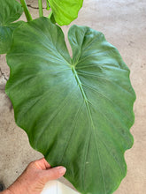 Load image into Gallery viewer, ALOCASIA MACRORRHIZA - GIANT TARO - Sydney's Plant Market