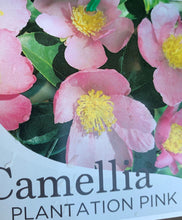 Load image into Gallery viewer, Camellia Sasanqua - Assorted - Sydney's Plant Market