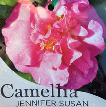 Load image into Gallery viewer, Camellia Sasanqua - Assorted - Sydney's Plant Market
