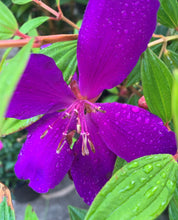Load image into Gallery viewer, Tibouchina - Jazzie - Sydney's Plant Market
