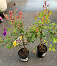Load image into Gallery viewer, Tibouchina - Jazzie - Sydney's Plant Market