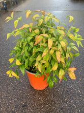 Load image into Gallery viewer, Nandina Domestica Nana - Sydney's Plant Market