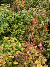 Load image into Gallery viewer, Nandina Domestica Nana - Sydney's Plant Market