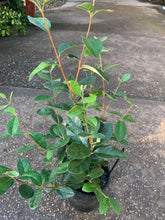 Load image into Gallery viewer, ACCA SELLOWIANA (PINEAPPLE GUAVA FEIJOA) - Sydney's Plant Market