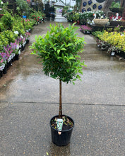 Load image into Gallery viewer, Standard Lily Pily Topiary - Sydney's Plant Market