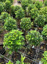 Load image into Gallery viewer, Standard Lily Pily Topiary - Sydney's Plant Market