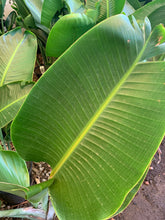 Load image into Gallery viewer, STRELITZIA NICOLAI - GIANT BIRD OF PARADISE - Sydney's Plant Market