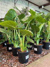 Load image into Gallery viewer, ALOCASIA MACRORRHIZA - GIANT TARO - Sydney's Plant Market