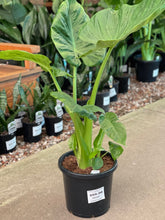 Load image into Gallery viewer, ALOCASIA MACRORRHIZA - GIANT TARO - Sydney's Plant Market