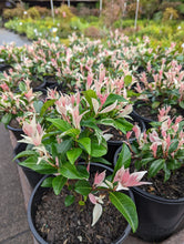 Load image into Gallery viewer, TRACHELOSPERMUM TRICOLOUR JASMINE - Sydney's Plant Market