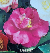 Load image into Gallery viewer, Camellia Sasanqua - Assorted - Sydney's Plant Market