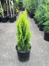 Load image into Gallery viewer, Thuja Morganii Bookleaf Conifer Sydney's Plant Market