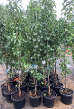 Load image into Gallery viewer, Pyrus Calleryana Capital Ornamental Pear - Sydney's Plant Market