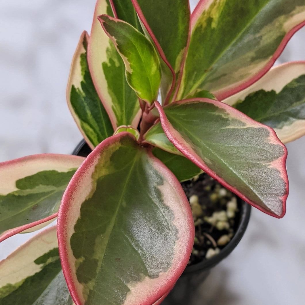 Peperomia Clusiifolia - Jelly variegated pink edge
