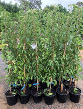 Load image into Gallery viewer, Pyrus Calleryana - Cleveland Select Ornamental Pear - Sydney's Plant Market