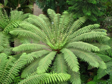 Load image into Gallery viewer, Dicksonia Antarctica - Soft Tree Fern Sydney's Plant Market