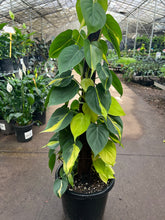 Load image into Gallery viewer, Philodendron Brazil Sydney's Plant Market